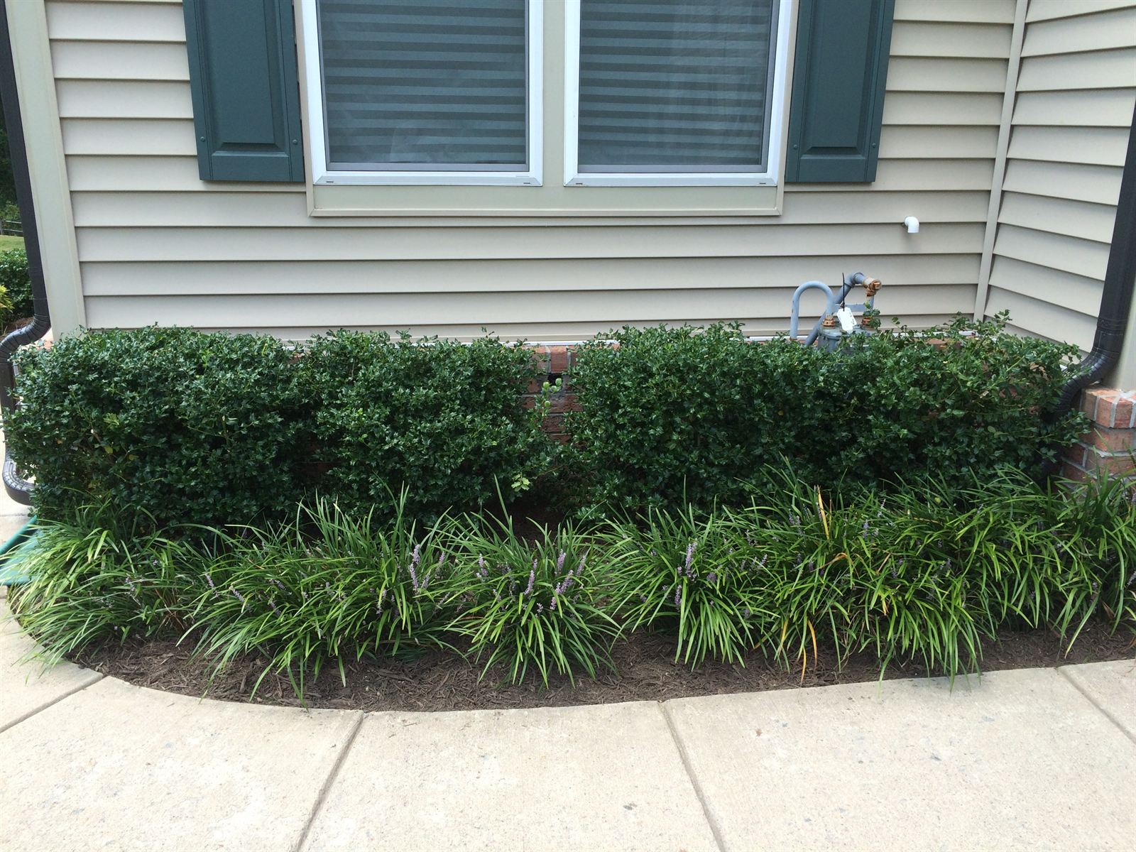 The same bed cleared and mulched, with the shrubs pruned level and flowering liriope along the front
